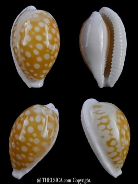 Cypraea fallax fallax 33,3 mm F+++/Gem-0
