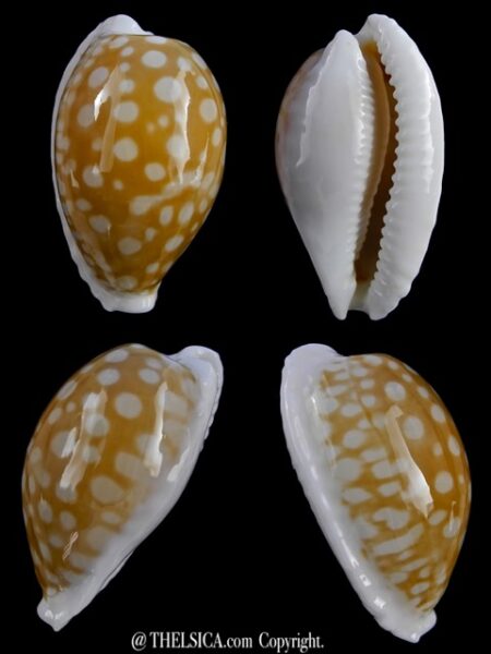 Cypraea fallax fallax 35 mm Gem-0