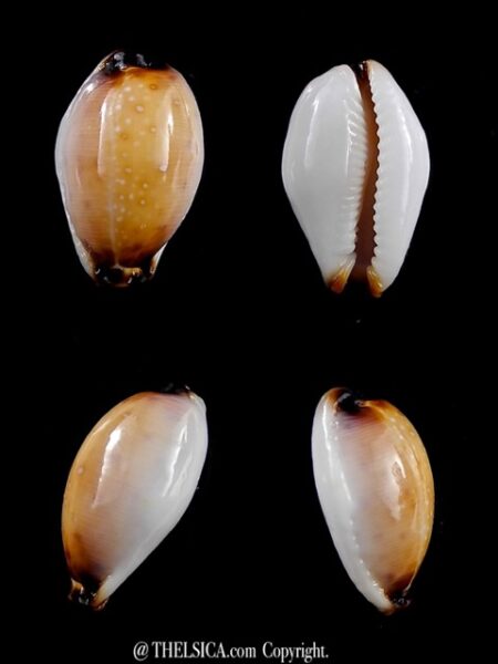 Cypraea gangranosa rentsii 16,6 mm Gem-0