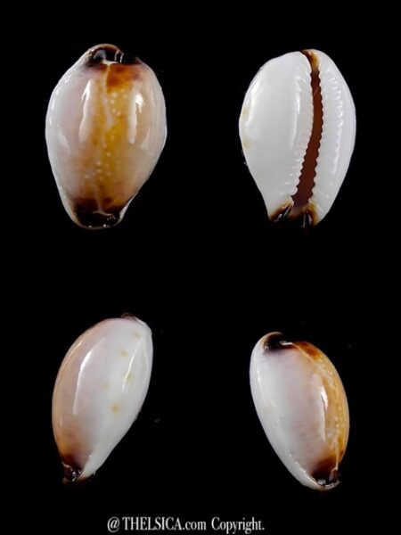 Cypraea gangranosa rentsii 16 mm Gem-0