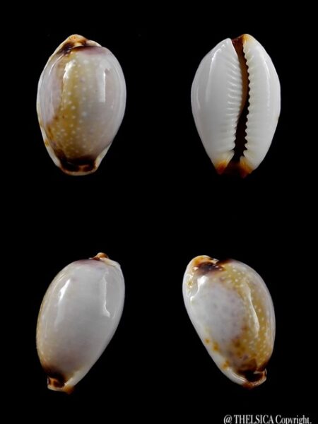 Cypraea gangranosa reentsii 17,7 mm Gem-0