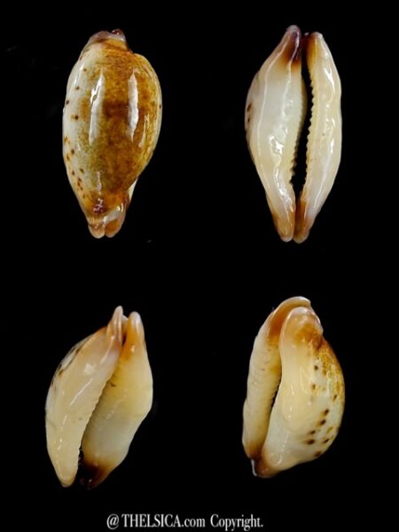 Cypraea gracilis maculata N & R. 21,2 mm Gem-0
