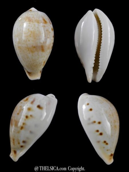 Cypraea hungerfordi coucomi 40,3 mm Gem-0