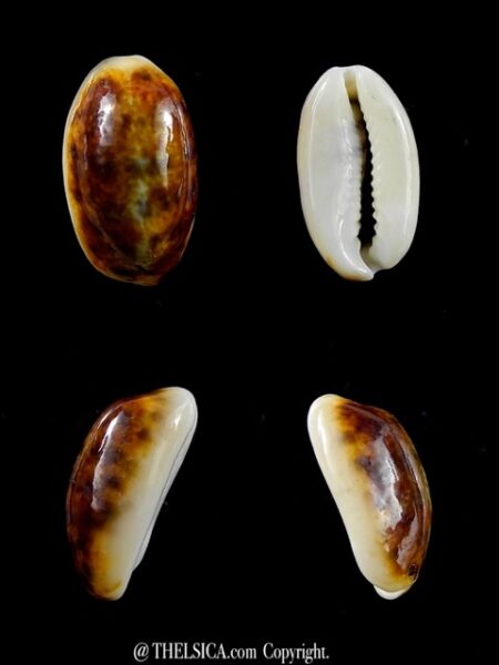 Cypraea listeri melvilli N & R. 18,5 mm Gem-0