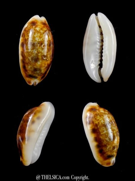 Cypraea listeri melvilli N & R. 20,5 mm F+++/Gem-0