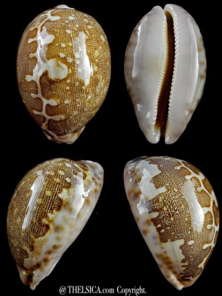 Cypraea mappa mappa Queensland 83,5 mm F+++/GEM-0