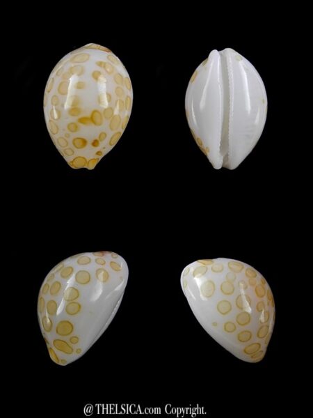 Cypraea mariae 11,4 mm Gem-0