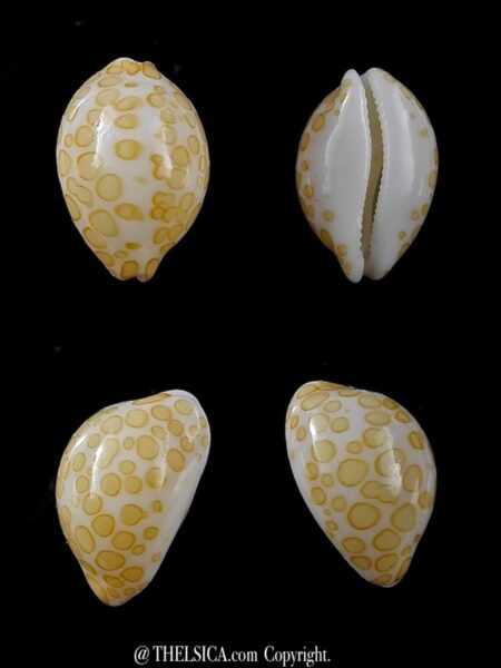 Cypraea mariae 12,5 mm Gem-0