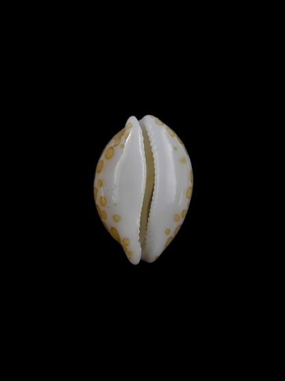 Cypraea mariae 12,5 mm Gem-13406