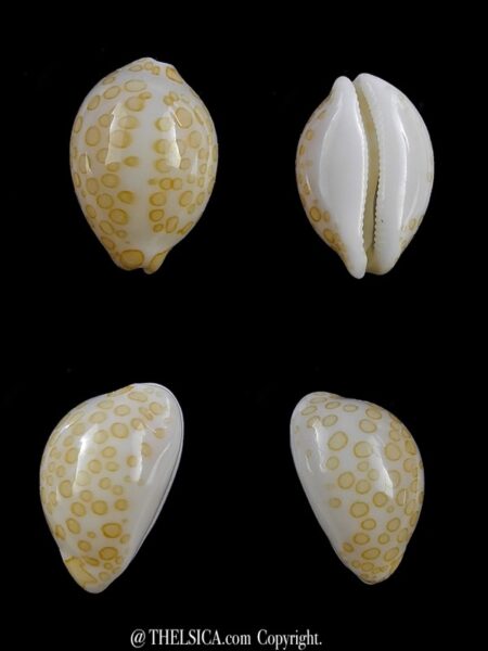 Cypraea mariae 14,2 mm Gem-0