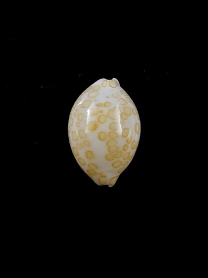 Cypraea mariae 14,6 mm Gem-13426