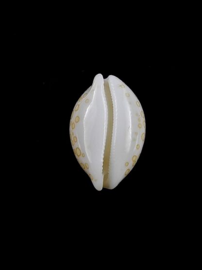 Cypraea mariae 14,6 mm Gem-13424