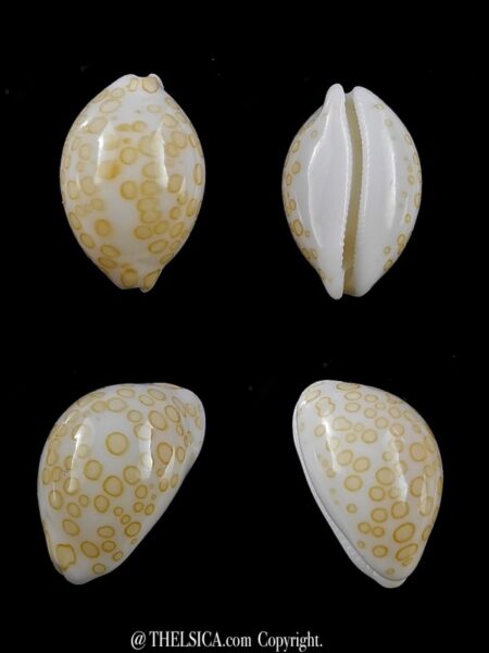 Cypraea mariae 14,6 mm Gem-0