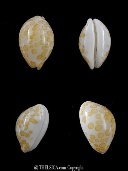 Cypraea mariae 15 mm Gem-0