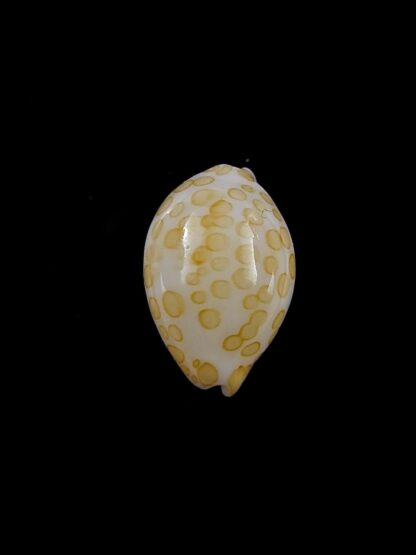Cypraea mariae 15 mm Gem-13434