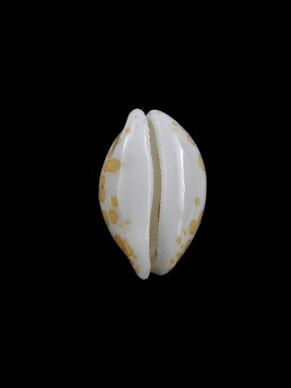 Cypraea mariae 15 mm Gem-13435