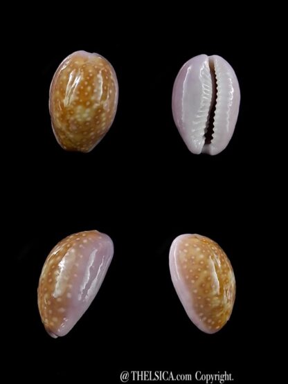 Cypraea poraria poraria " small size " 12,4 mm Gem-0
