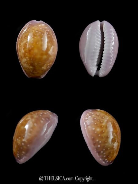 Cypraea poraria poraria 16,2 mm Gem-0