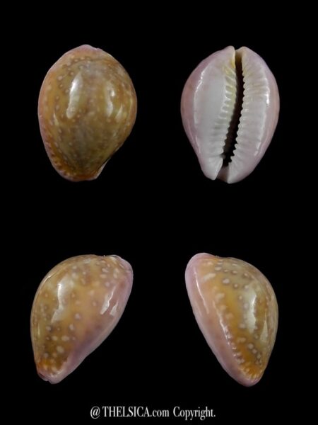 Cypraea poraria poraria 17,3 mm Gem-0