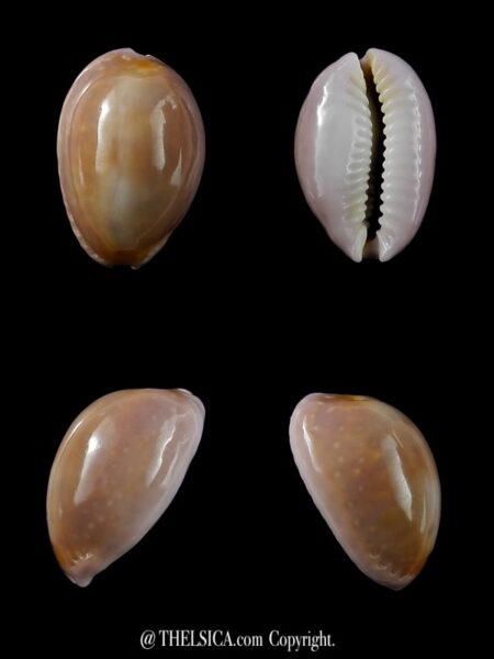 Cypraea poraria poraria " special colour "17,8 mm Gem-0
