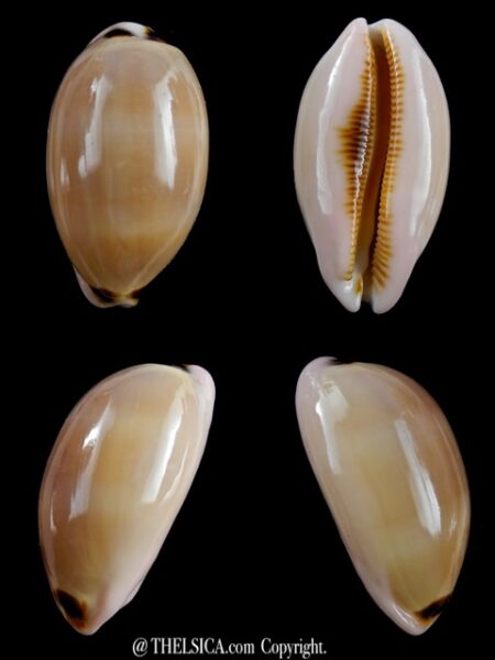 Cypraea pulchra 37,7 mm Gem-0