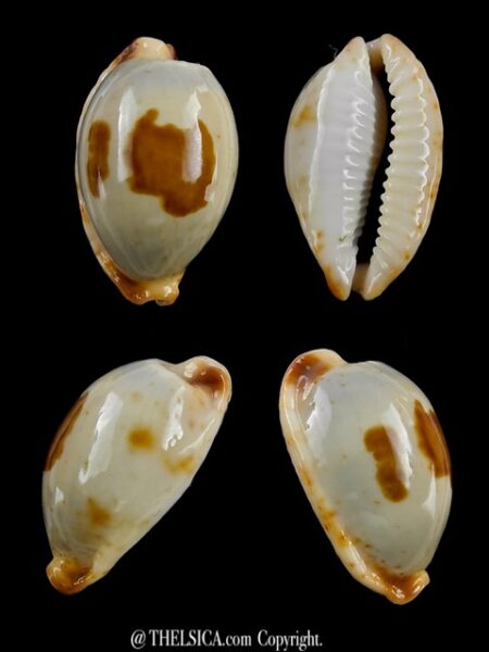 Cypraea stolida crossei 23,9 mm Gem-0