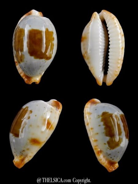 Cypraea stolida crossei 25,6 mm F+++/Gem-0
