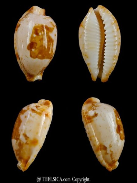 Cypraea stolida kwajaleinensis. 27,2 mm Gem-0