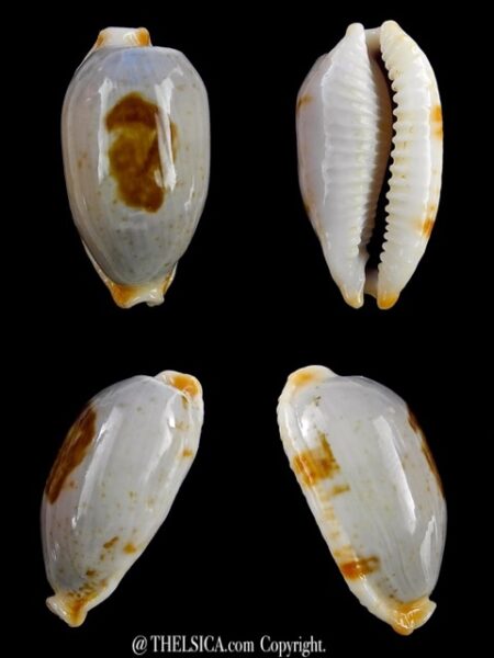 Cypraea stolida diauges 34,4 mm Gem-0