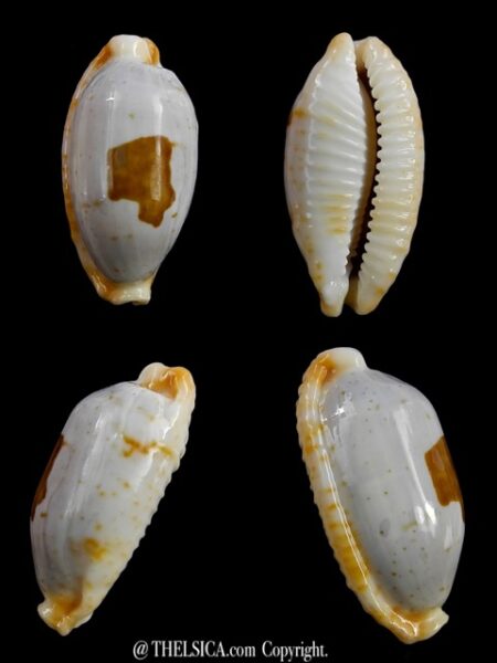 Cypraea stolida " SP" from Fiji... 30,2 mm Gem-0