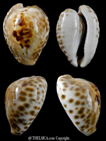 Cypraea teulerei 41,4 mm Gem-0