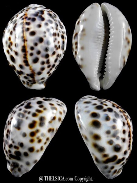 Cypraea tigris 74,9 mm Gem-0