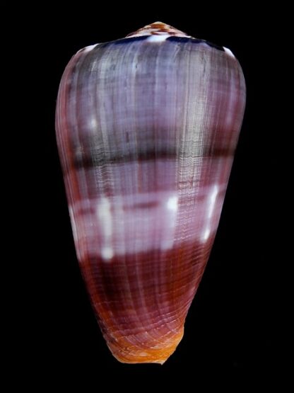 Conus gauguini 70,4 mm Gem-13541