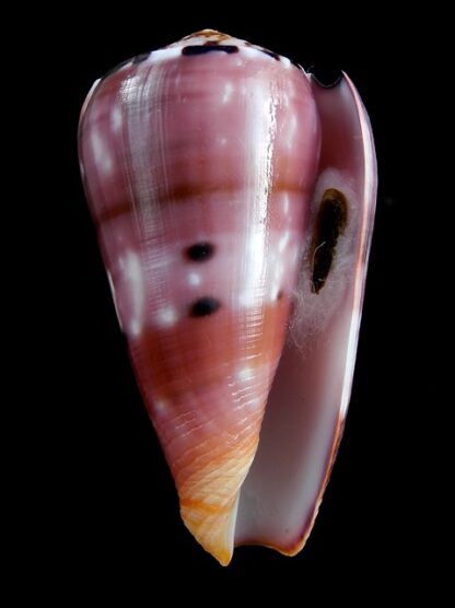 Conus gauguini 70,4 mm Gem-13545