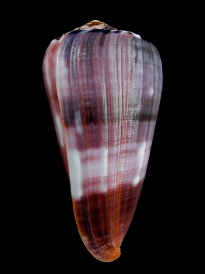 Conus gauguini 70,4 mm Gem-13543