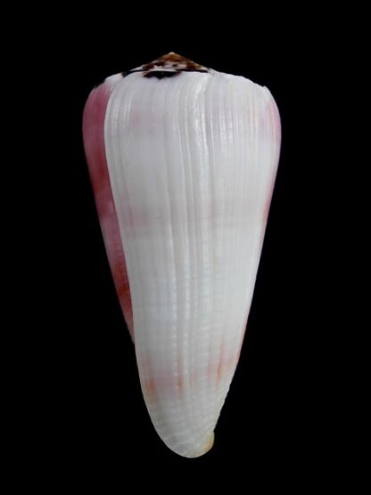 Pionnoconus gauguini 65,1 mm Gem-13551
