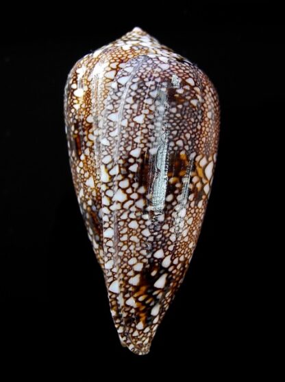 Cylindrus textillinus 47,9 mm Gem-13579