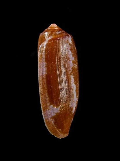 Conus obscurus Gem 28,2 mm-13608