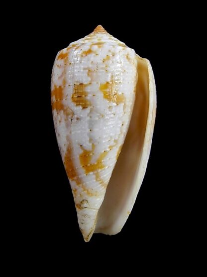 Conus arafurensis 44,5 mm F+++/Gem-13629