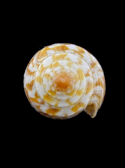 Conus arafurensis 44,5 mm F+++/Gem-13627