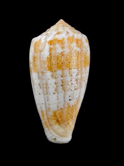 Conus arafurensis 39,5 mm F+++-13618