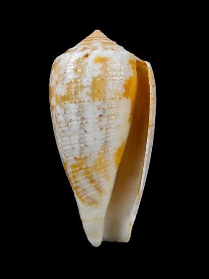 Conus arafurensis 39,5 mm F+++-13621