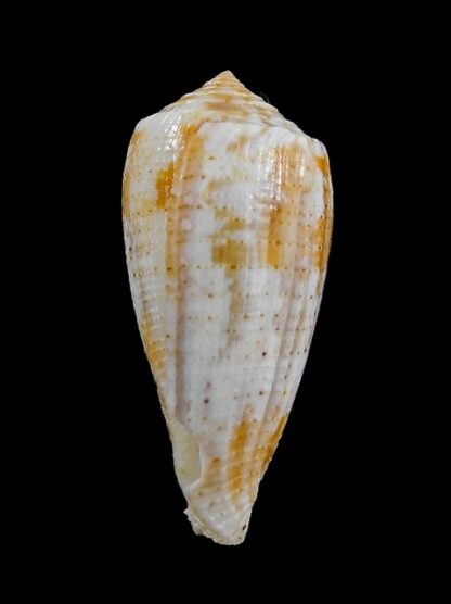 Conus arafurensis 39,5 mm F+++-13619