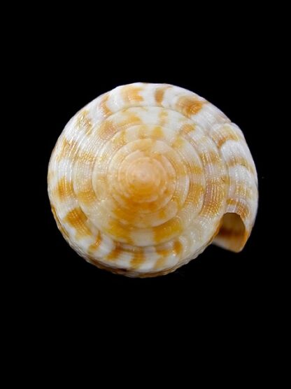Conus arafurensis 39,5 mm F+++-13617