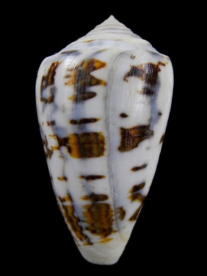 Conus victoriae special colour 50,5 mm Gem-13671