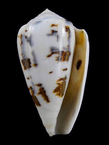 Conus victoriae special colour 50,5 mm Gem-13667