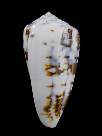 Conus victoriae special colour 50,5 mm Gem-13670