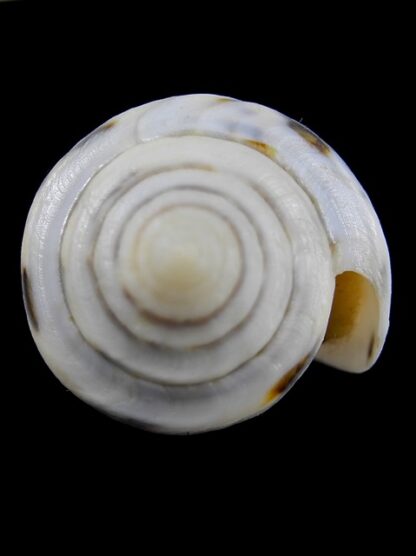 Conus victoriae special colour 50,5 mm Gem-13668