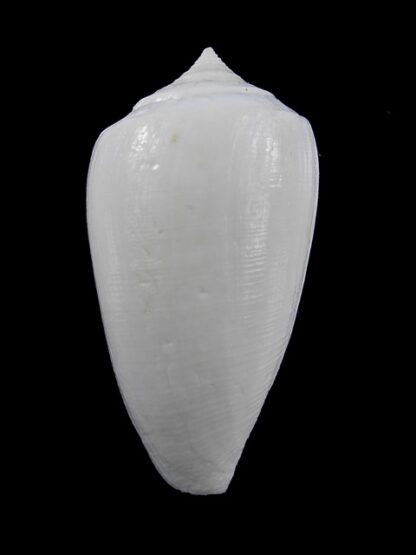 Conus victoriae albino 52,2 mm Gem-13681