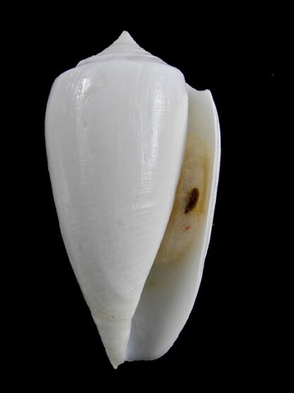 Conus victoriae albino 52,2 mm Gem-13679
